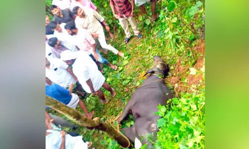 പോത്ത്​ വിരണ്ടോടി; വയോധികക്കും വിദ്യാർഥികൾക്കും പരിക്കേറ്റു