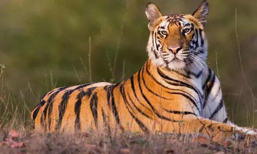 ചിറ്റാർ-മണിയാർ റോഡരികിൽ അവശനിലയിൽ കണ്ടെത്തിയ കടുവ ചത്തു