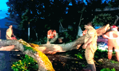 ഫണ്ടില്ലെന്ന്​ പറഞ്ഞ്​ മുറിക്കുന്നത്​ നീട്ടി, മരച്ചില്ല റോഡിന് കുറുകെ ഒടിഞ്ഞുവീണു