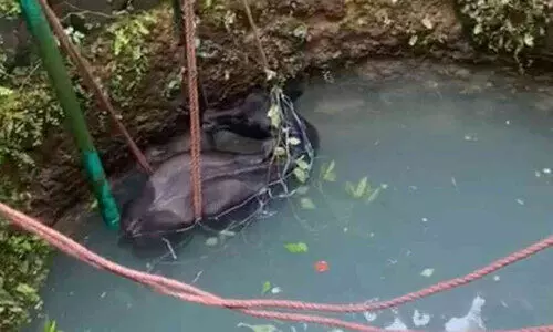 കിണറ്റിൽ വീണ പോത്തിന് അഗ്നിശമന സേന രക്ഷകരായി