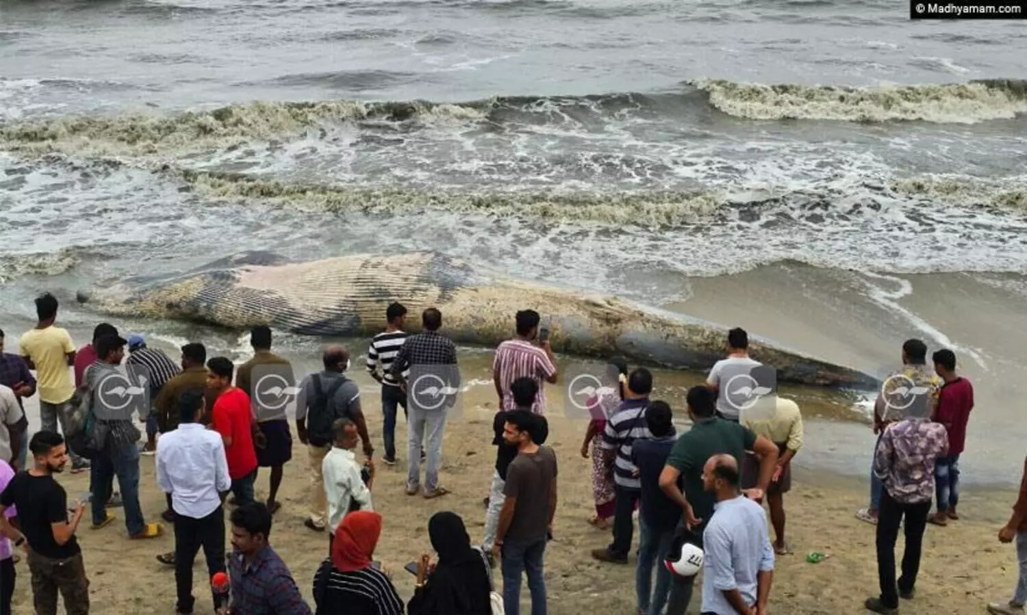 കോഴിക്കോട് കടപ്പുറത്ത് തിമിംഗലത്തിന്റെ ജഡം അടിഞ്ഞു