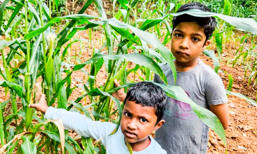 Corn farming Corn farming
