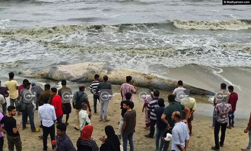 കോഴിക്കോട് കടപ്പുറത്ത് തിമിംഗലത്തിന്റെ ജഡം അടിഞ്ഞു കോഴിക്കോട് കടപ്പുറത്ത് തിമിംഗലത്തിന്റെ ജഡം അടിഞ്ഞു