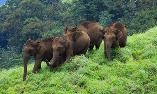 സങ്കീർണമാവുന്ന മനുഷ്യ വന്യജീവി ബന്ധങ്ങൾ