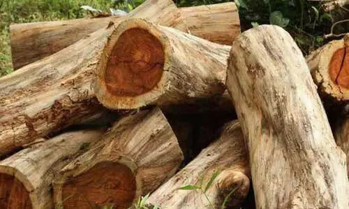 മുട്ടിൽ വീട്ടിമരം കൊള്ള: പിഴ ഈടാക്കേണ്ടത് കലക്ടറിൽ നിന്നും റവന്യൂ സെക്രട്ടറിയിൽ നിന്നുമെന്ന് പ്രകൃതി സംരക്ഷണ സമിതി