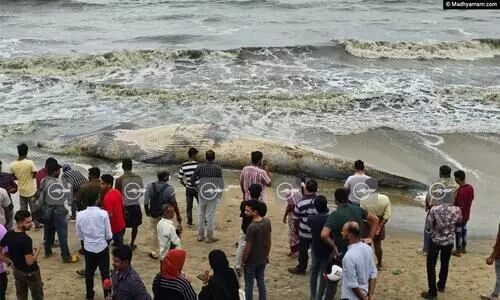 കോഴിക്കോട് കടപ്പുറത്ത് തിമിംഗലത്തിന്റെ ജഡം അടിഞ്ഞു