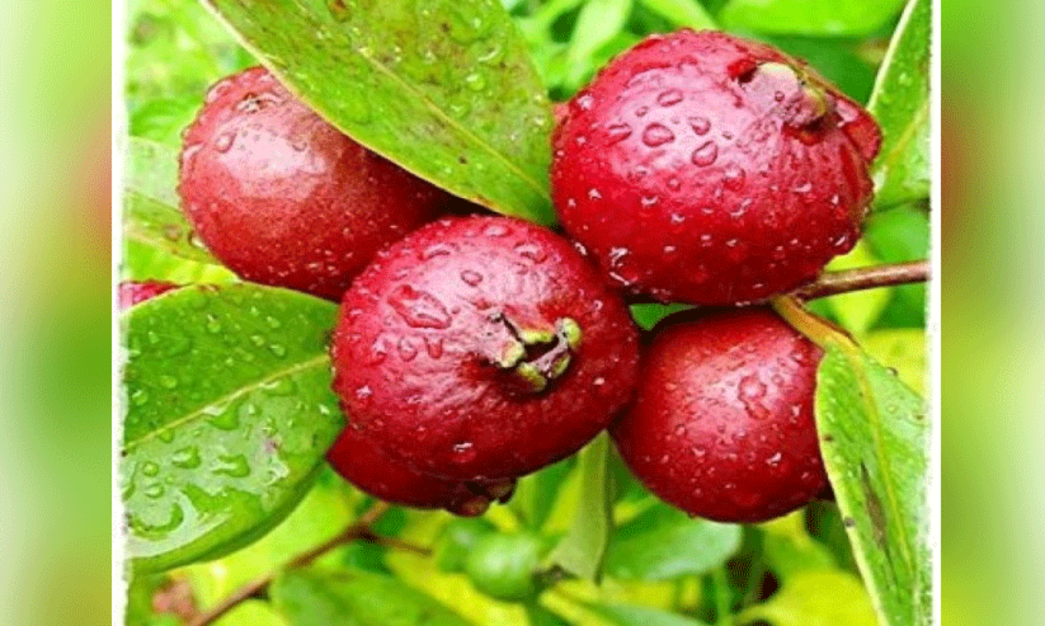 അഴകും രുചിയുമുള്ള സ്ട്രോബറി പേര