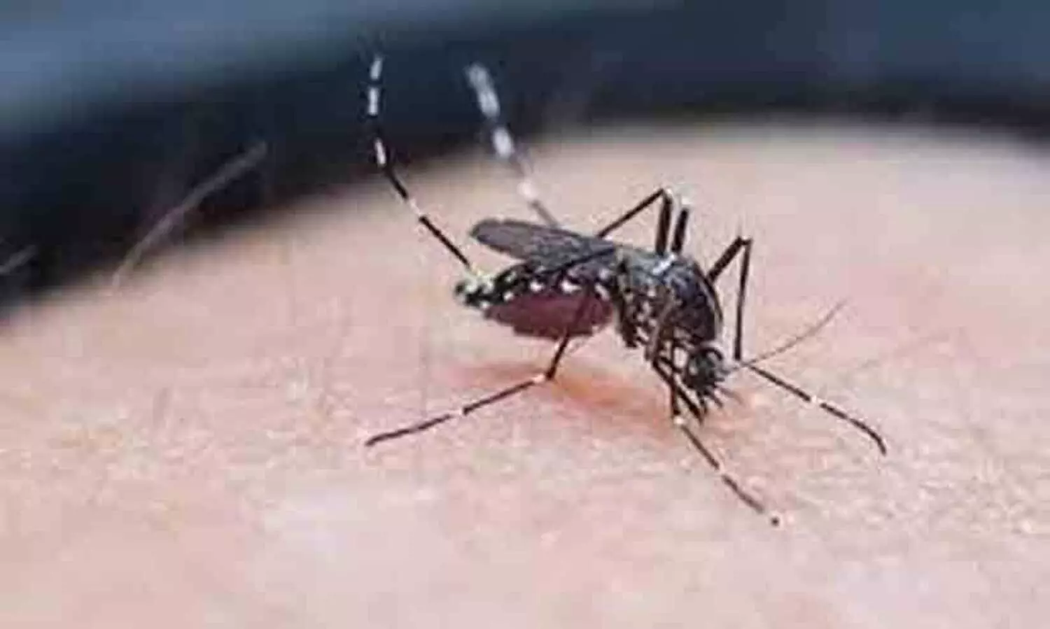 ബിഹാർ ഡെങ്കിപ്പനിയുടെ പിടിയിൽ: സെപ്റ്റംബറിൽ മാത്രം 6146 പേർക്ക് രോഗം റിപ്പോർട്ട് ചെയ്തു