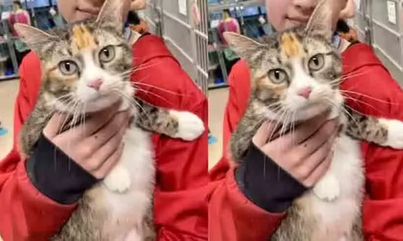 മൂന്ന് വർഷം മുമ്പ് കാണാതായ പൂച്ചയെ കണ്ടെത്തി; മൈക്രോചിപ്പ് തുണച്ചു മൂന്ന് വർഷം മുമ്പ് കാണാതായ പൂച്ചയെ കണ്ടെത്തി; മൈക്രോചിപ്പ് തുണച്ചു