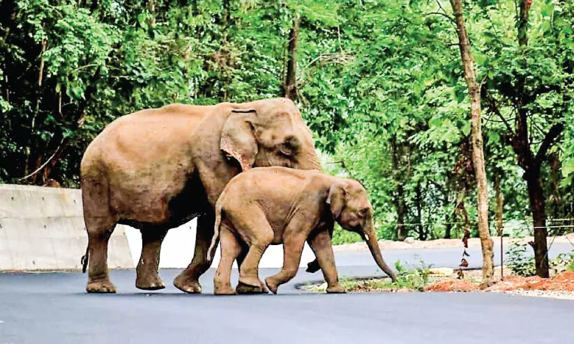 കാ​ടെ​വി​ടെ... നാ​ടെ​വി​ടെ; ആ​ന​ക്കെ​ന്ത് അ​തി​ർ​ത്തി