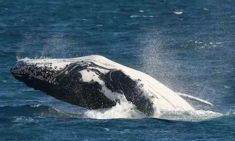 blue whale blue whale