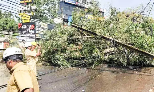 മഴ കനത്തു: തൃക്കാക്കരയിൽ മണ്ണിടിച്ചിൽ, മരങ്ങൾ കടപുഴകി