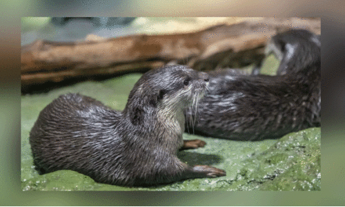 ഏ​ഷ്യ​ന്‍ മ​ല​നീ​ര്‍നാ​യ​ക​ൾ