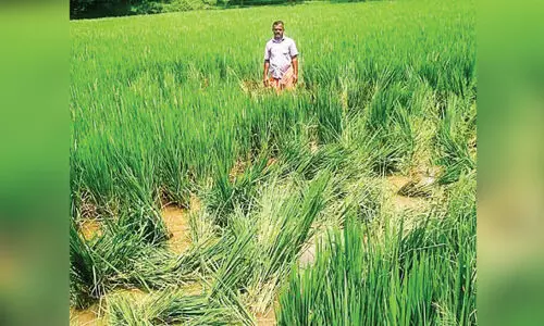 താണ്ഡവമാടി കാട്ടാനകൾ; മു​ത​ല​മ​ട​യി​ലും കൊ​ല്ല​ങ്കോ​ട്ടി​ലും വ്യാ​പ​ക കൃ​ഷിനാ​ശം