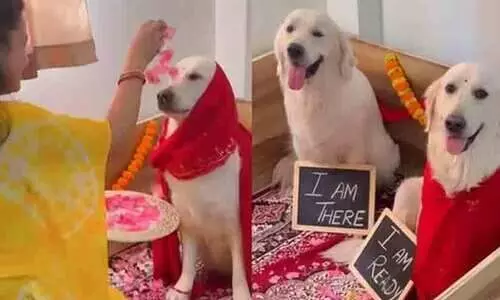 ഗർഭിണിയായ നായയ്ക്ക് ബേബി ഷവർ; ചടങ്ങുകൾ ആഘോഷമാക്കി ഉടമസ്ഥൻ -വൈറലായി വിഡിയോ