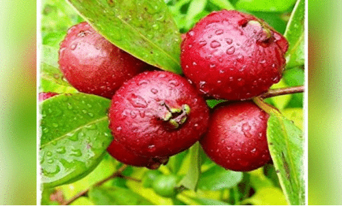 അഴകും രുചിയുമുള്ള സ്ട്രോബറി പേര