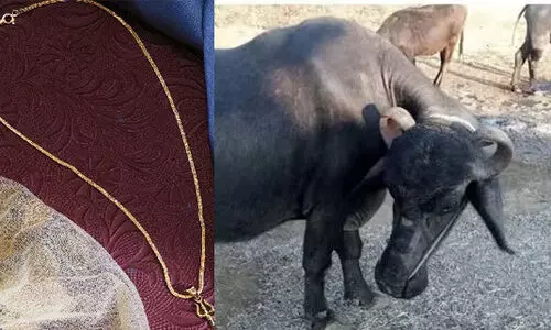 കാലിത്തീറ്റക്കൊപ്പം പോത്ത് അകത്താക്കിയത് രണ്ടര പവൻ സ്വർണം; ഒടുവിൽ ശസ്ത്രക്രിയയിലൂടെ പുറത്ത്