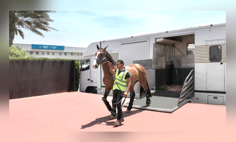 ഷാർജ വിമാനത്താവളം വഴി കുതിരകളേയും കയറ്റിയയക്കാം ഷാർജ വിമാനത്താവളം വഴി കുതിരകളേയും കയറ്റിയയക്കാം