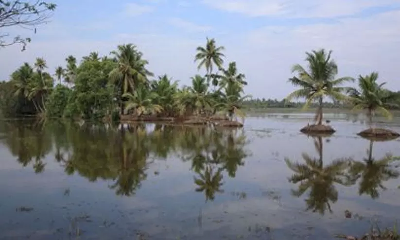 വേമ്പനാട്ടുകായലിൽ പോള തിങ്ങി ഉപജീവനം മുട്ടി മത്സ്യത്തൊഴിലാളികൾ വേമ്പനാട്ടുകായലിൽ പോള തിങ്ങി ഉപജീവനം മുട്ടി മത്സ്യത്തൊഴിലാളികൾ