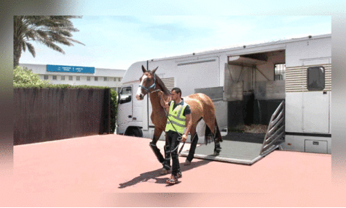 ഷാ​ർ​ജ വി​മാ​ന​ത്താ​വ​ളം വ​ഴി കു​തി​ര​ക​ളേ​യും ക​യ​റ്റി​യ​യ​ക്കാം