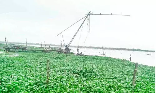 ഭീഷണിയായി പോളപ്പായൽ മത്സ്യത്തൊഴിലാളികൾക്ക് വലയും കുറ്റിയും നഷ്ടമായി