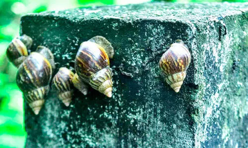 ആഫ്രിക്കൻ ഒച്ച്​; വ്യാപിക്കുന്നു  വടശ്ശേരിക്കരയിൽ ദുരിതം