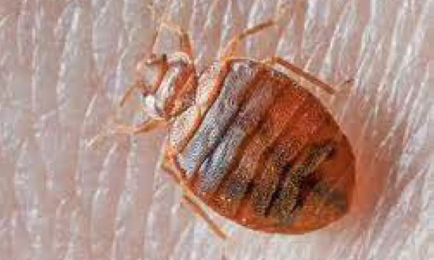 മൂ​ട്ട​പ്പേ​ടി​യി​ൽ പാ​രി​സ്