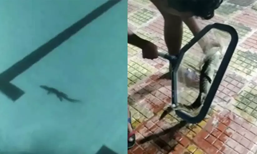 മുംബൈയിൽ നീന്തൽക്കുളത്തിൽ മുതലക്കുഞ്ഞ്