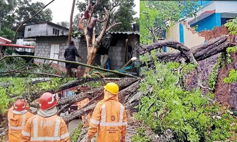 തോരാതെ പെയ്യുന്ന മഴ: തിരുവനന്തപുരം നഗരത്തിൽ മരങ്ങൾ കടപുഴകി വീണു തോരാതെ പെയ്യുന്ന മഴ: തിരുവനന്തപുരം നഗരത്തിൽ മരങ്ങൾ കടപുഴകി വീണു