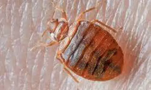 മൂ​ട്ട​പ്പേ​ടി​യി​ൽ പാ​രി​സ്