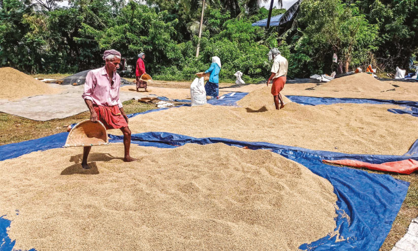 Destroyed Rice കൊ യ്തെ ടു ത്ത 25 ട ൺ നെ ല്ല് മ ഴ യി ൽ ന ശി ച്ചു | 25 tons of harvested ...