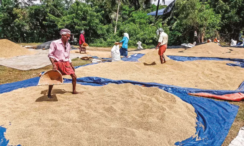 കൊ​യ്തെ​ടു​ത്ത 25 ട​ൺ നെ​ല്ല് മ​ഴ​യി​ൽ ന​ശി​ച്ചു