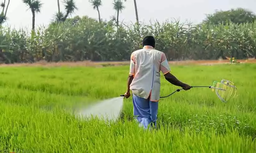 നെല്ലിന് കീടനാശിനി: യുവകർഷകൻ മരിച്ചു, രണ്ടുപേരുടെ നില ഗുരുതരം നെല്ലിന് കീടനാശിനി: യുവകർഷകൻ മരിച്ചു, രണ്ടുപേരുടെ നില ഗുരുതരം