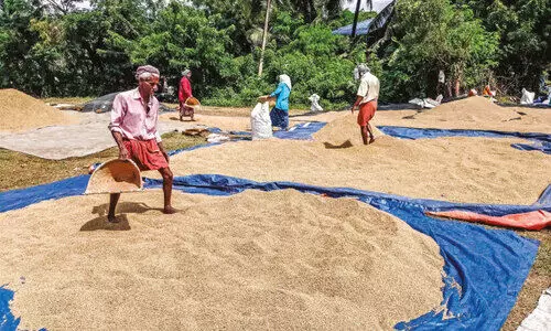 കൊ​യ്തെ​ടു​ത്ത 25 ട​ൺ നെ​ല്ല് മ​ഴ​യി​ൽ ന​ശി​ച്ചു
