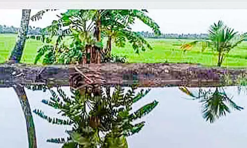 തോടുകളിൽ ജലനിരപ്പുയർന്നു​;   കർഷകർ ആശങ്കയിൽ