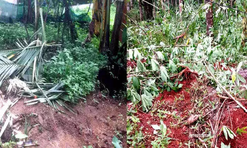 wild elephant menace