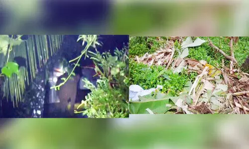 wild elephant menace