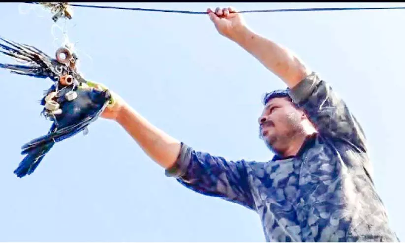 കേബിളിൽ ചുറ്റിയ ചൂണ്ടനൂലിൽ കാക്ക കുടുങ്ങി; രക്ഷപ്പെടുത്തി യുവാവ്