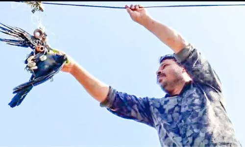 കേബിളിൽ ചുറ്റിയ ചൂണ്ടനൂലിൽ കാക്ക കുടുങ്ങി; രക്ഷപ്പെടുത്തി യുവാവ്