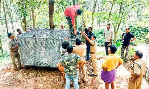 ടി.ആർ ആൻഡ് ടീ എസ്​റ്റേറ്റിൽ പശുക്കളെ കൊന്നത്​ കടുവതന്നെ ;കൂട്​ സ്ഥാപിച്ച്​ വനപാലകർ