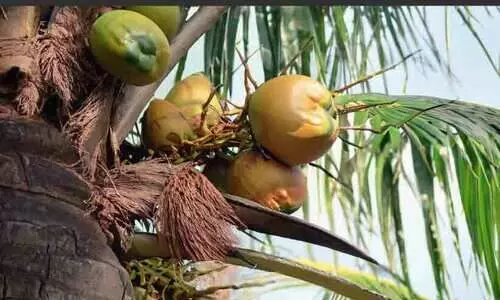 തെങ്ങ് കയറാൻ ആളില്ലേ? കാൾ സെന്ററിൽ വിളിക്കൂ...