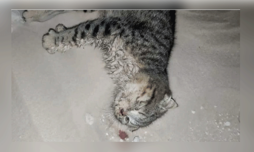 പൂ​ച്ച​ക​ളെ മ​രു​ഭൂ​മി​യി​ൽ ഉ​പേ​ക്ഷി​ച്ച സം​ഭ​വം വി​വ​രം ന​ൽ​കി​യാ​ൽ 5,000 ഡോ​ള​ർ പാ​രി​തോ​ഷി​കം