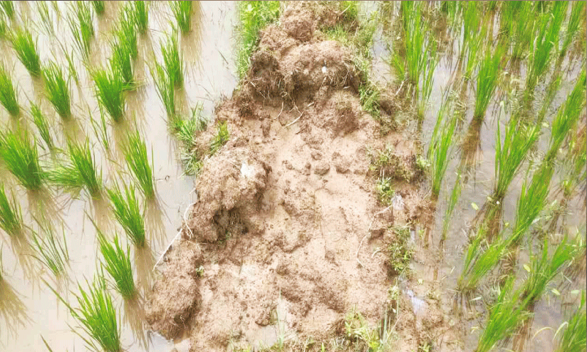 destroy crops. destroy crops.