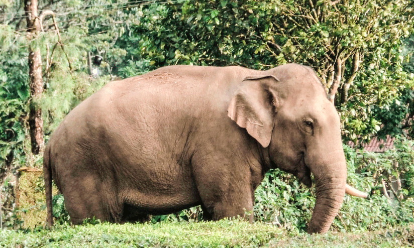 ഒറ്റക്കൊമ്പൻ മൂന്നാറിലെ ജനവാസ മേഖലയിൽ