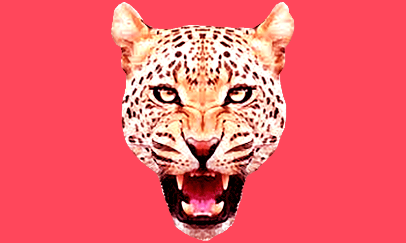 പുലിപ്പേടിയിൽ പാക്കണ്ടം നിവാസികൾ