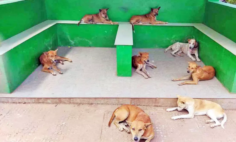 stray dog menace stray dog menace