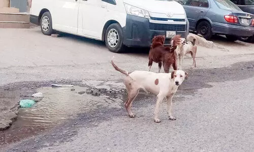 അ​ബ്ബാ​സി​യ​യി​ൽ അ​ല​ഞ്ഞു​ന​ട​ക്കു​ന്ന നാ​യ്ക്ക​ൾ