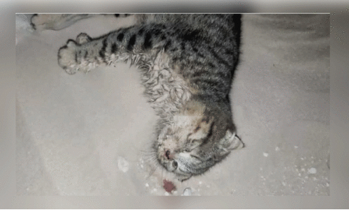 പൂ​ച്ച​ക​ളെ മ​രു​ഭൂ​മി​യി​ൽ ഉ​പേ​ക്ഷി​ച്ച സം​ഭ​വം വി​വ​രം ന​ൽ​കി​യാ​ൽ 5,000 ഡോ​ള​ർ പാ​രി​തോ​ഷി​കം