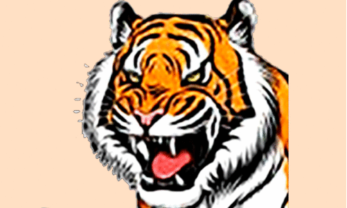 കൂടും കാത്തിരിപ്പും വെറുതെ; കൂട്ടിൽ കുടുങ്ങാതെ കടുവ കൂടും കാത്തിരിപ്പും വെറുതെ; കൂട്ടിൽ കുടുങ്ങാതെ കടുവ