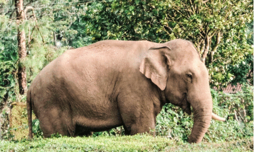 ഒറ്റക്കൊമ്പൻ മൂന്നാറിലെ ജനവാസ മേഖലയിൽ